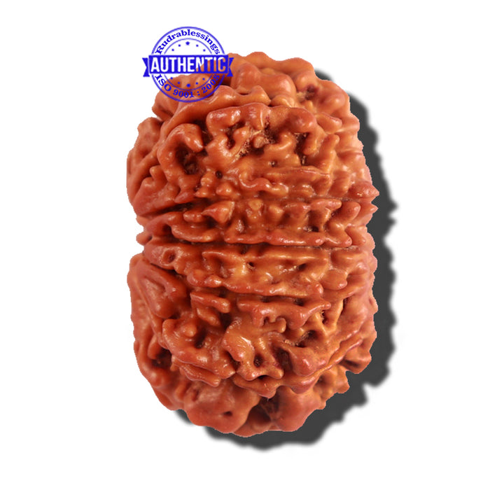 12 Mukhi Nepalese Rudraksha - Bead No 181