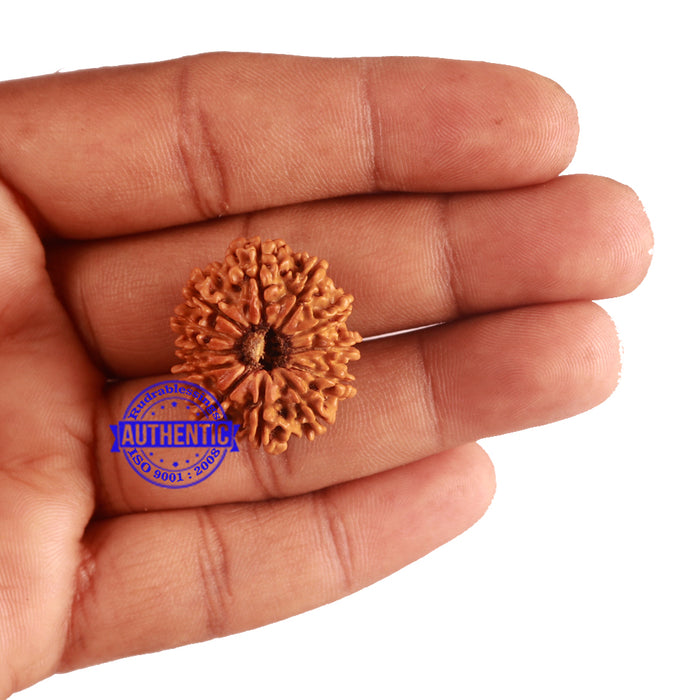 12 Mukhi Nepalese Rudraksha - Bead No 182