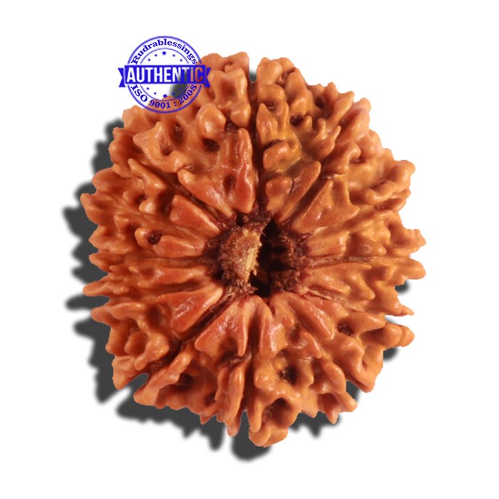 12 Mukhi Nepalese Rudraksha - Bead No 182