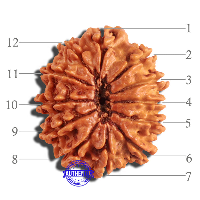 12 Mukhi Nepalese Rudraksha - Bead No 182