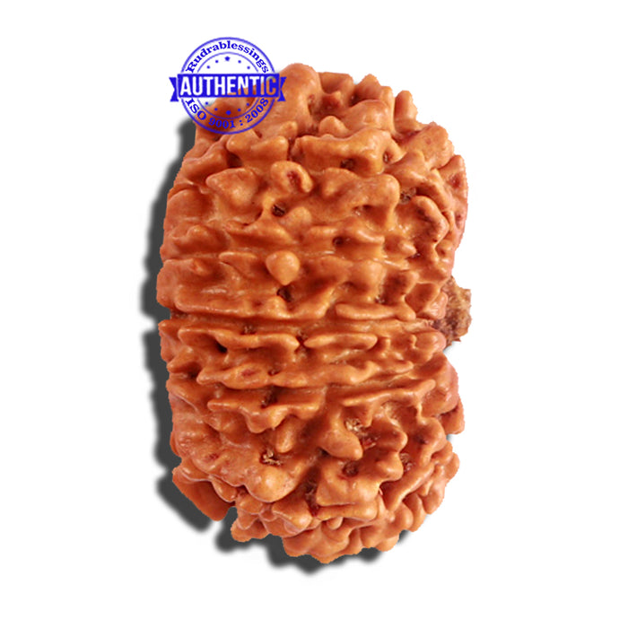 12 Mukhi Nepalese Rudraksha - Bead No 182