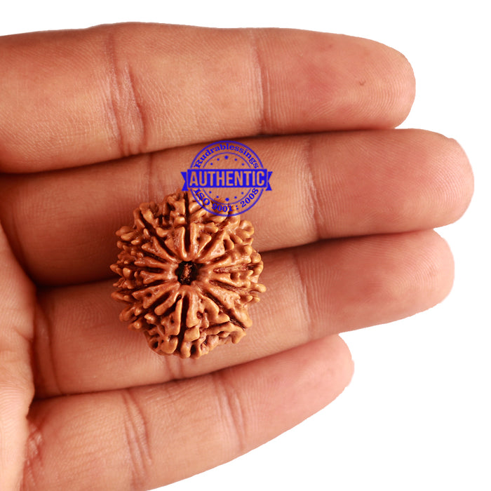12 Mukhi Nepalese Rudraksha - Bead No 183