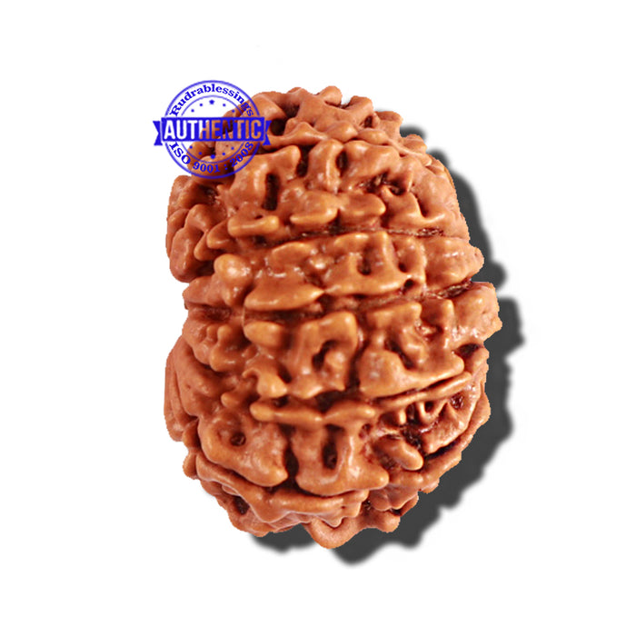 12 Mukhi Nepalese Rudraksha - Bead No 183