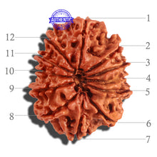 Load image into Gallery viewer, 12 Mukhi Nepalese Rudraksha - Bead No 184
