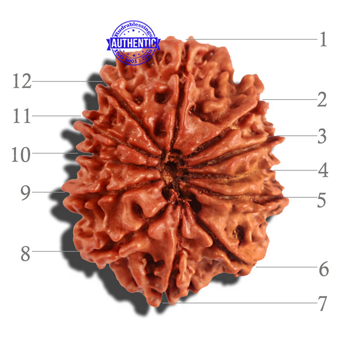 12 Mukhi Nepalese Rudraksha - Bead No 184