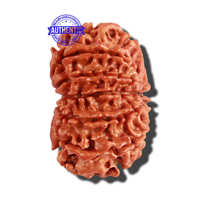 12 Mukhi Nepalese Rudraksha - Bead No 184