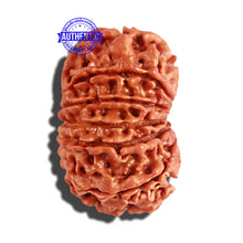 Load image into Gallery viewer, 12 Mukhi Nepalese Rudraksha - Bead No 184
