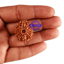 Load image into Gallery viewer, 12 Mukhi Nepalese Rudraksha - Bead No 185
