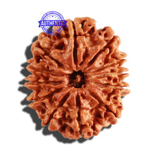 Load image into Gallery viewer, 12 Mukhi Nepalese Rudraksha - Bead No 185
