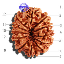 Load image into Gallery viewer, 12 Mukhi Nepalese Rudraksha - Bead No 185
