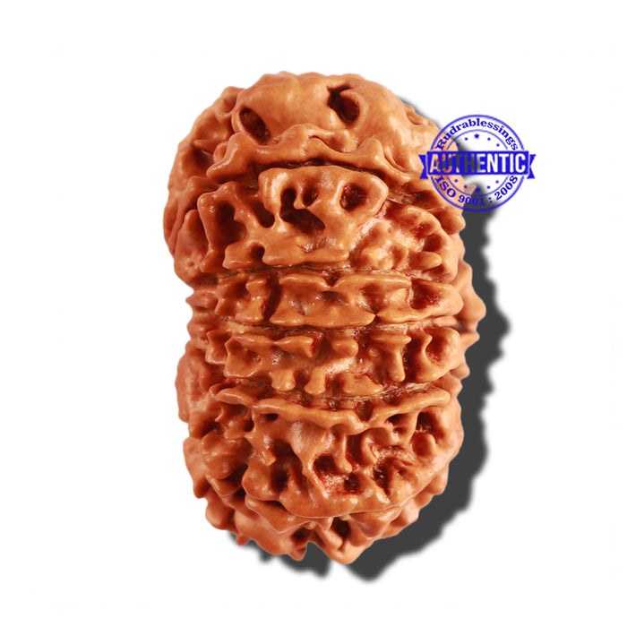 12 Mukhi Nepalese Rudraksha - Bead No 185
