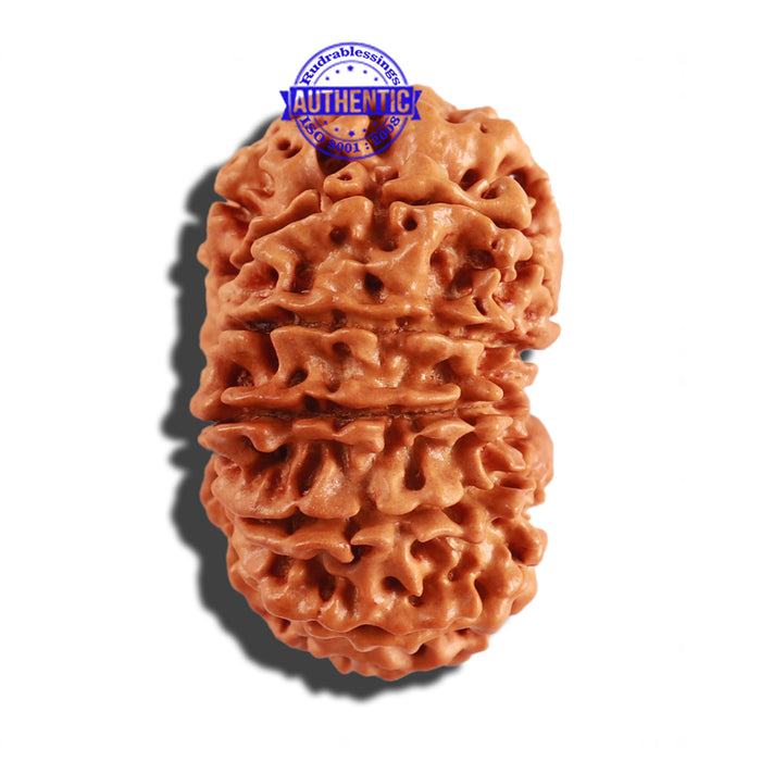 12 Mukhi Nepalese Rudraksha - Bead No 185