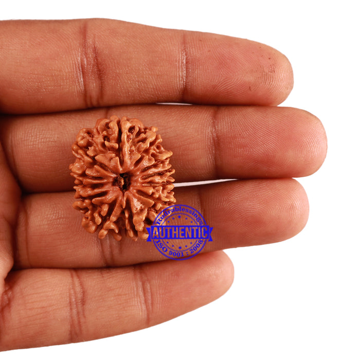 12 Mukhi Nepalese Rudraksha - Bead No 186