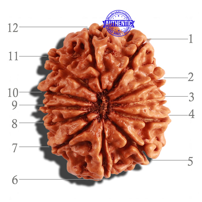 12 Mukhi Nepalese Rudraksha - Bead No 186