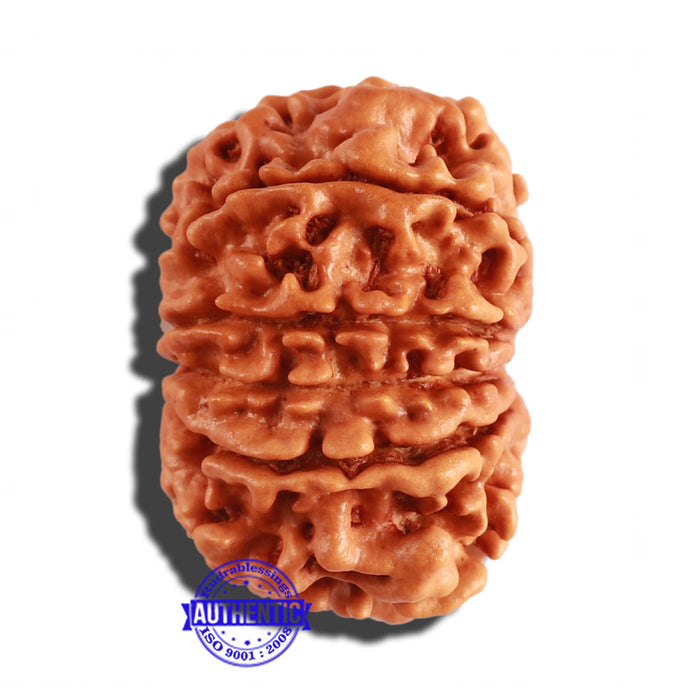 12 Mukhi Nepalese Rudraksha - Bead No 186