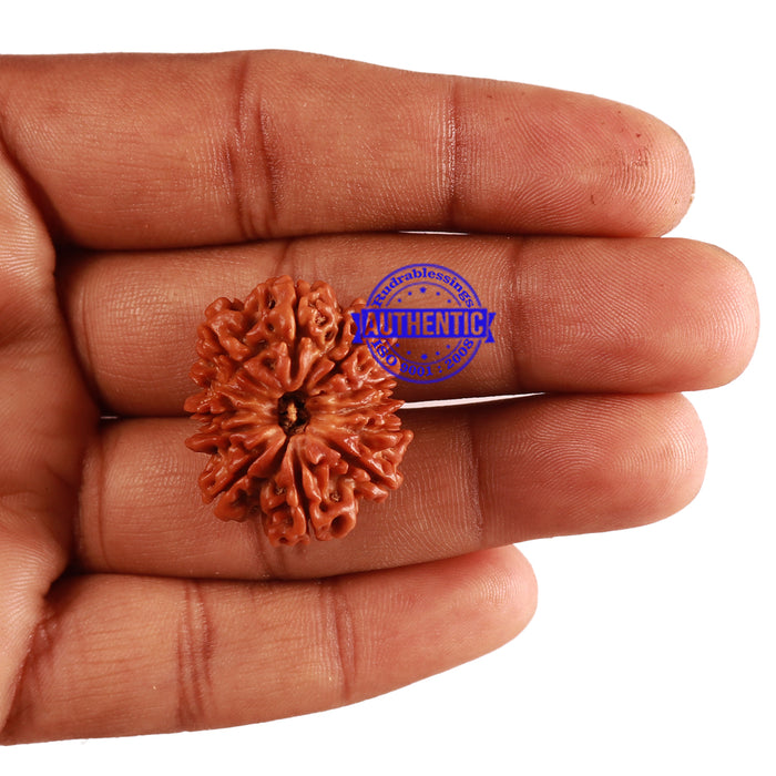 12 Mukhi Nepalese Rudraksha - Bead No 187