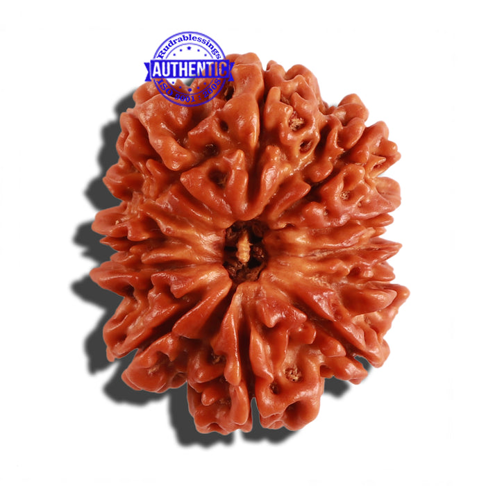 12 Mukhi Nepalese Rudraksha - Bead No 187