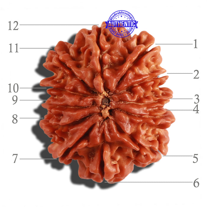 12 Mukhi Nepalese Rudraksha - Bead No 187