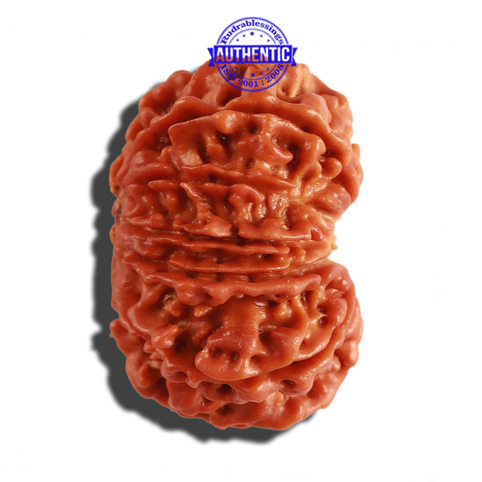 12 Mukhi Nepalese Rudraksha - Bead No 187