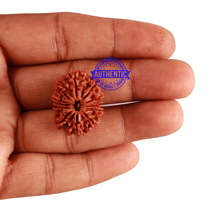 12 Mukhi Nepalese Rudraksha - Bead No 189
