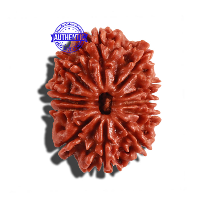 12 Mukhi Nepalese Rudraksha - Bead No 189