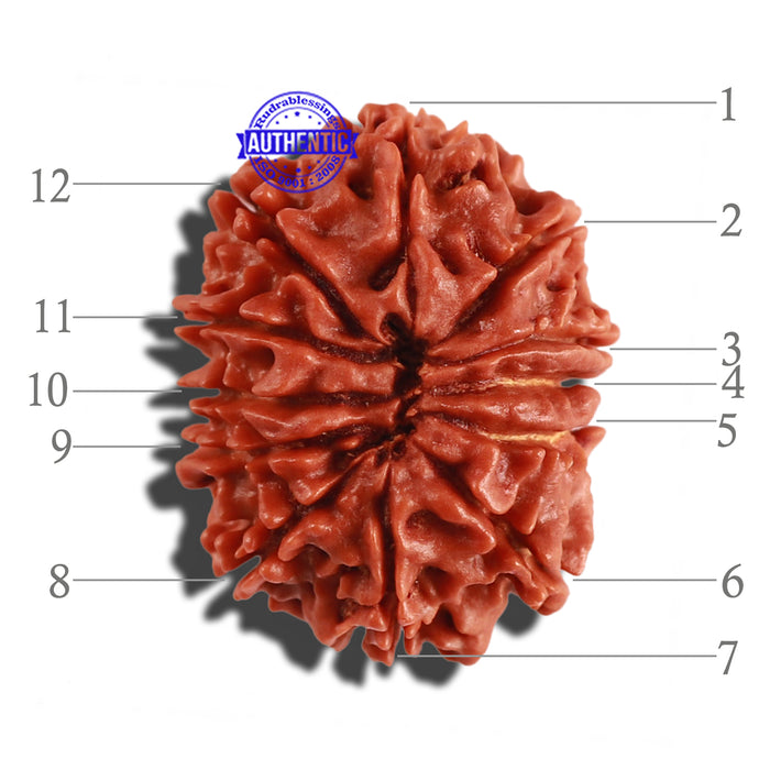 12 Mukhi Nepalese Rudraksha - Bead No 189