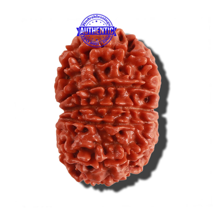 12 Mukhi Nepalese Rudraksha - Bead No 189