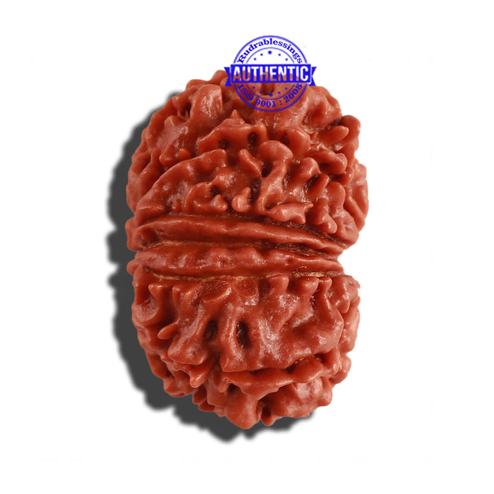 12 Mukhi Nepalese Rudraksha - Bead No 189