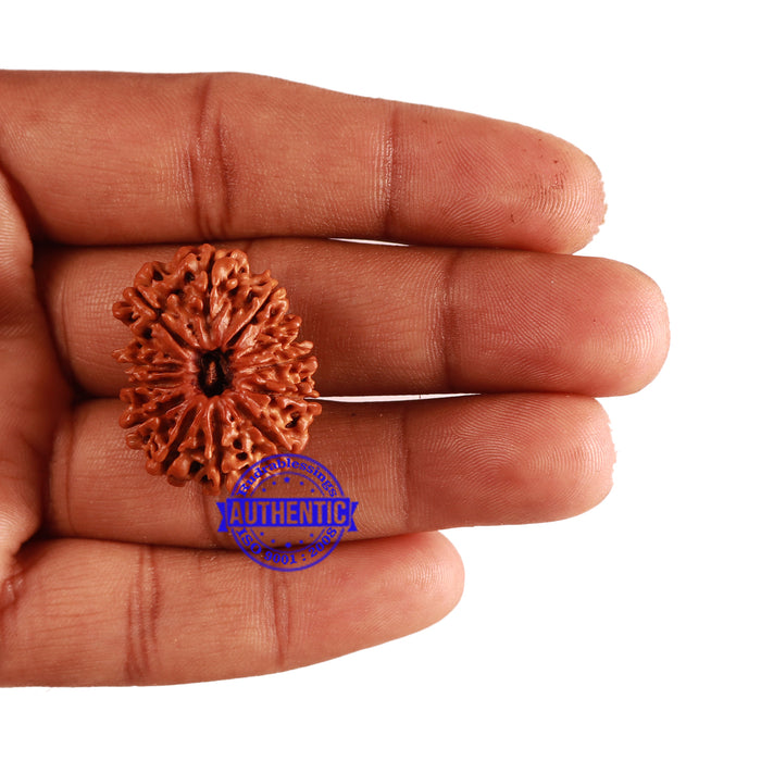 12 Mukhi Nepalese Rudraksha - Bead No 190
