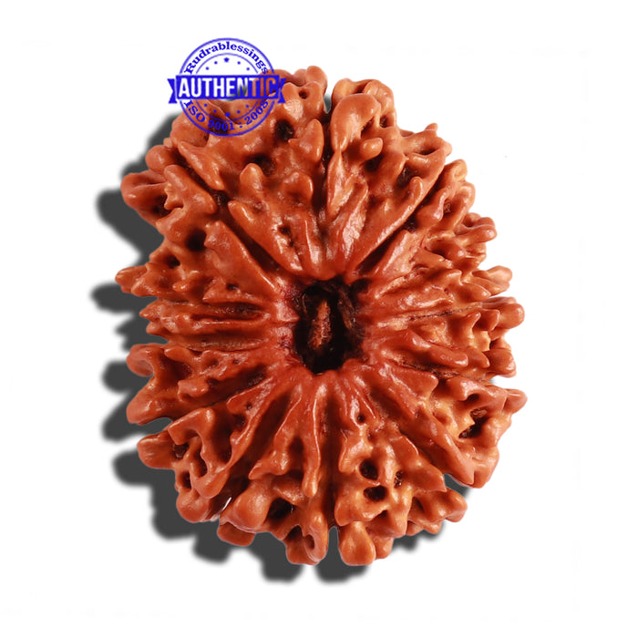 12 Mukhi Nepalese Rudraksha - Bead No 190