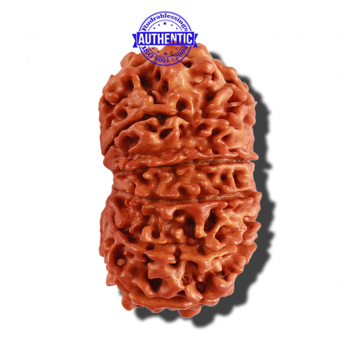 12 Mukhi Nepalese Rudraksha - Bead No 190