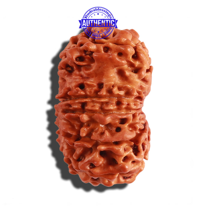 12 Mukhi Nepalese Rudraksha - Bead No 190