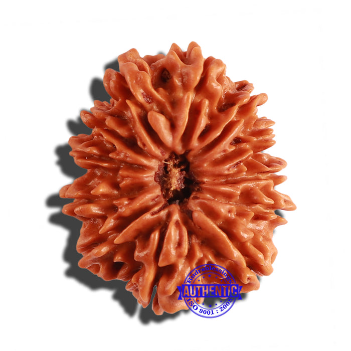 12 Mukhi Nepalese Rudraksha - Bead No 191