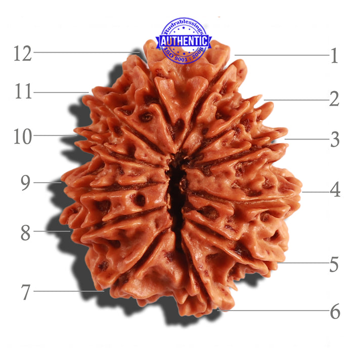 12 Mukhi Nepalese Rudraksha - Bead No 191
