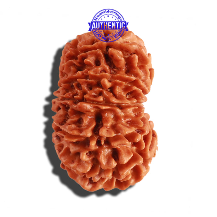 12 Mukhi Nepalese Rudraksha - Bead No 191