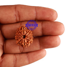 Load image into Gallery viewer, 12 Mukhi Nepalese Rudraksha - Bead No 192
