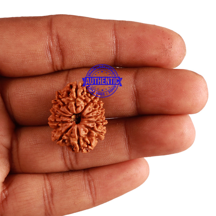 12 Mukhi Nepalese Rudraksha - Bead No 192