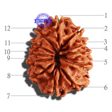 Load image into Gallery viewer, 12 Mukhi Nepalese Rudraksha - Bead No 192
