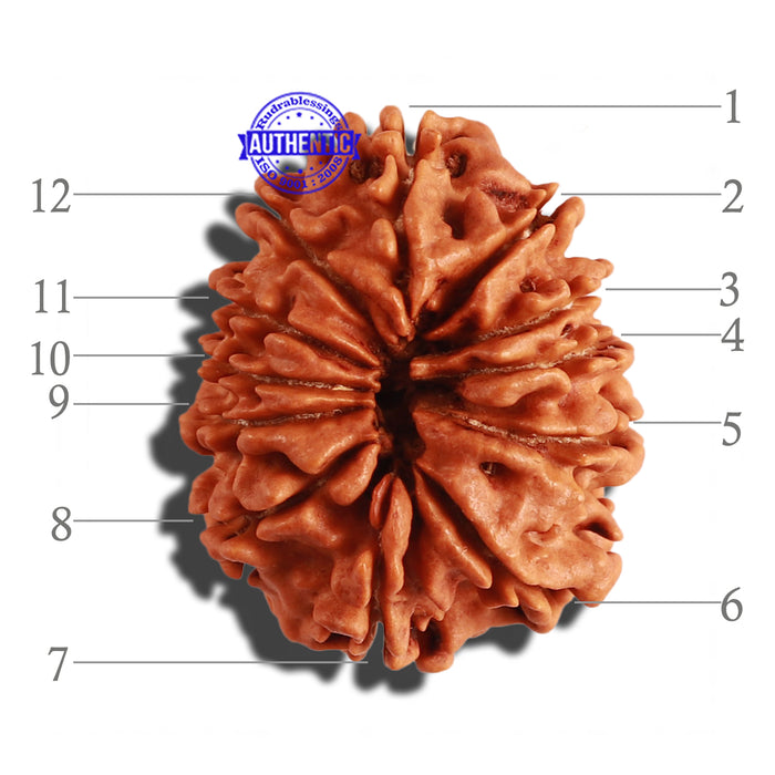 12 Mukhi Nepalese Rudraksha - Bead No 192