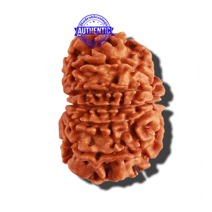 12 Mukhi Nepalese Rudraksha - Bead No 192
