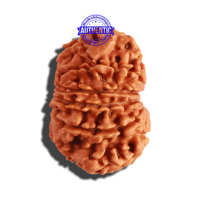 12 Mukhi Nepalese Rudraksha - Bead No 192