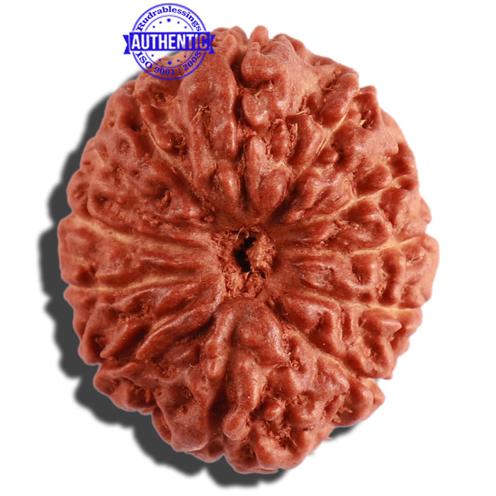 12 Mukhi Indonesian Rudraksha - Bead No. 193