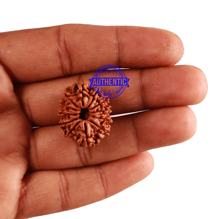 12 Mukhi Nepalese Rudraksha - Bead No 193