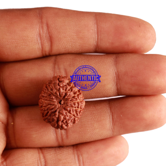 12 Mukhi Indonesian Rudraksha - Bead No. 193