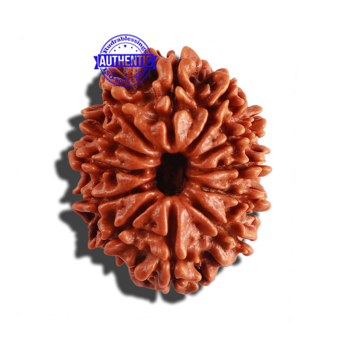 12 Mukhi Nepalese Rudraksha - Bead No 193