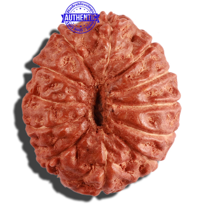 12 Mukhi Indonesian Rudraksha - Bead No. 193