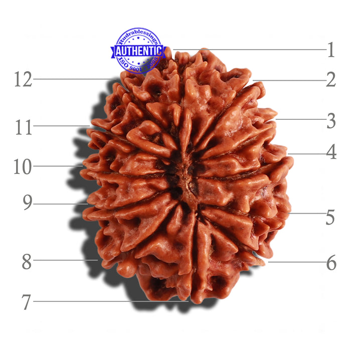 12 Mukhi Nepalese Rudraksha - Bead No 193