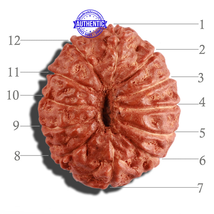 12 Mukhi Indonesian Rudraksha - Bead No. 193
