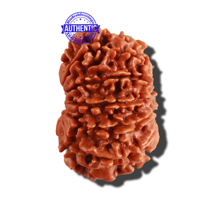 12 Mukhi Nepalese Rudraksha - Bead No 193