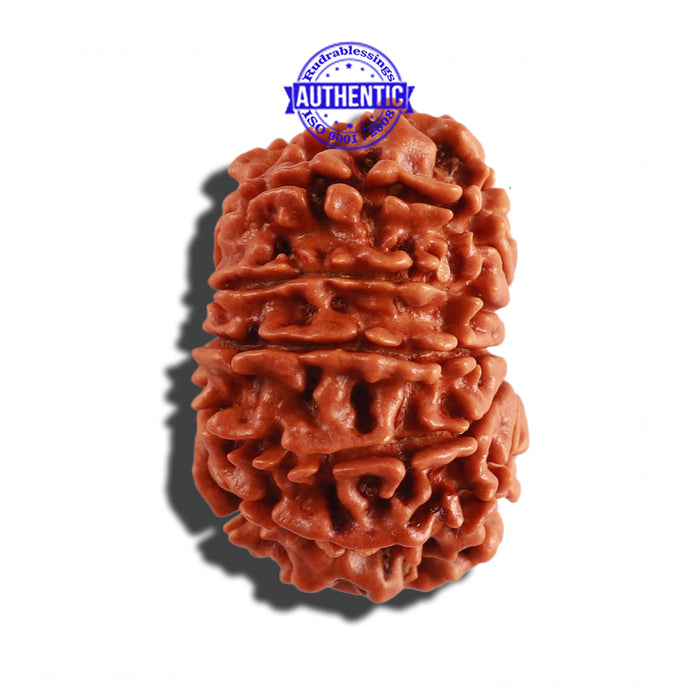 12 Mukhi Nepalese Rudraksha - Bead No 193